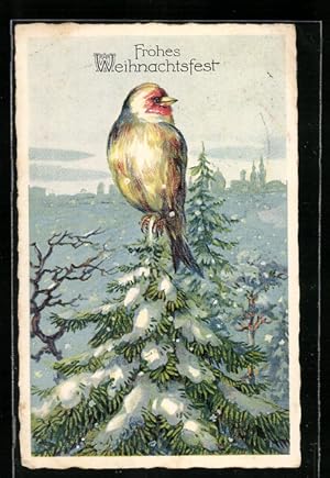 Imagen del vendedor de Ansichtskarte Singvogel auf schneebedeckter Tannenspitze a la venta por Bartko-Reher