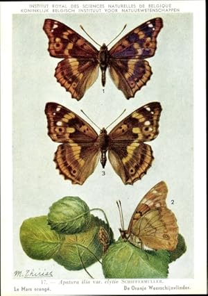 Image du vendeur pour Knstler Ansichtskarte / Postkarte Schmetterling, Apatura ilia, Kleiner Schillerfalter mis en vente par akpool GmbH