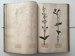 Herbarium.