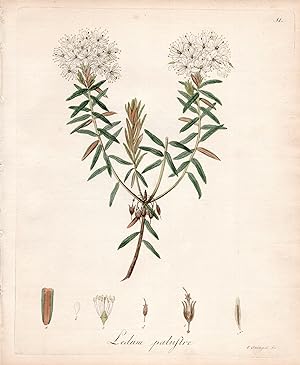 LEDUM PALUSTRE [Rhododendron Tomentosum or Marsh Labrador Tea]