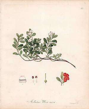 ARBUTUS UVA URSI [Bearberry]