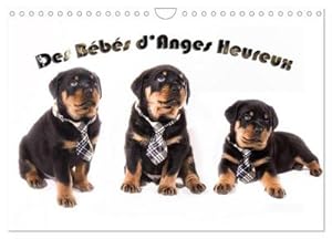 Image du vendeur pour Des Bbs d'Anges Heureux (Calendrier mural 2024 DIN A4 vertical), CALVENDO calendrier mensuel : Le Rottweiler, race canine de toute beaut, impressionnant, il est surtout une boule de poil  aimer. mis en vente par AHA-BUCH GmbH