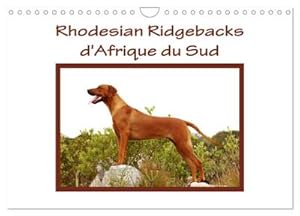 Seller image for Rhodesian Ridgebacks d'Afrique du Sud (Calendrier mural 2024 DIN A4 vertical), CALVENDO calendrier mensuel : Rhodesian Ridgebacks photographis par Anke van Wyk dans leur pays d'origine, l'Afrique du Sud. for sale by AHA-BUCH GmbH