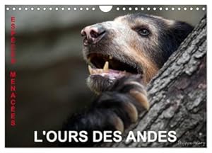 Seller image for L'OURS DES ANDES. Espces Menaces (Calendrier mural 2024 DIN A4 vertical), CALVENDO calendrier mensuel : Sur la piste de l'ours des Andes, dans les hautes montagnes de l'Equateur. for sale by AHA-BUCH GmbH