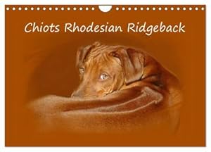 Seller image for Chiots Rhodesian Ridgeback (Calendrier mural 2024 DIN A4 vertical), CALVENDO calendrier mensuel for sale by BuchWeltWeit Ludwig Meier e.K.