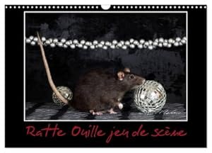 Seller image for Ratte Ouille jeu de scne (Calendrier mural 2024 DIN A3 vertical), CALVENDO calendrier mensuel : Petite ratte en spectacle. for sale by AHA-BUCH GmbH