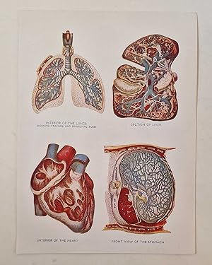 Section Views of Human Internal Organs (Colour Print c.1926)