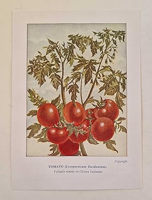 Medical Use of Tomato (Colour Print c.1926)