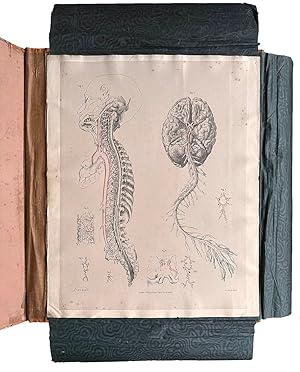 The Surgical Anatomy of the Human Body, in Eighty-Seven Drawings Imperial Folio, the Figures the ...