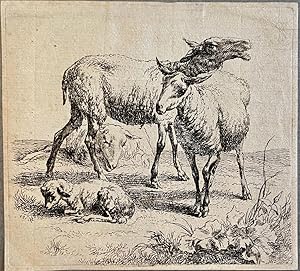 Antique print, etching I Sheep and lamb (Schapen met lammetje), published after 1650, 1 p.