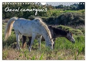 Seller image for Cheval camarguais (Calendrier mural 2024 DIN A4 vertical), CALVENDO calendrier mensuel for sale by BuchWeltWeit Ludwig Meier e.K.