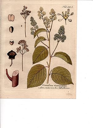 CEANOTHUS AMERICANUS [New Jersey Tea], Original Hand-Colored Copper Engraving (plate # 555) from ...