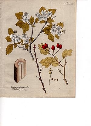 CRATAEGUS OXYACANTHA [Hawthorn],, Oriiginal Hand-Colored Copper Engraving (plate # 555) from Icon...