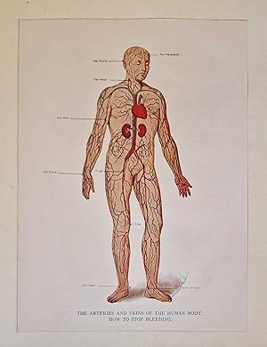 Arteries and Veins of the Human Body (Colour Print c.1926)