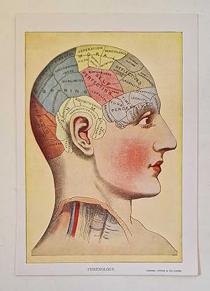 Phrenology: Diagram of the Brain (Colour Print c.1926)