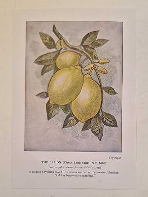 Medical Use of the Lemon (Colour Print c.1926)