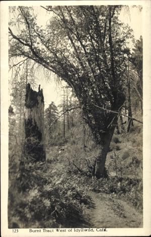 Bild des Verkufers fr Ansichtskarte / Postkarte Idyllwild Kalifornien USA, Burnt Tract West zum Verkauf von akpool GmbH