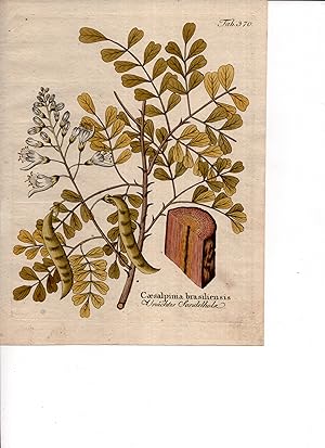 CAESALPINIA BRASILIENSIS [Brazilwood], Original Hand-Colored Copper Engraving (plate # 555) from ...