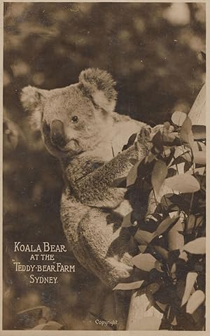 Koala Bear at the Teddy Bear Farm Zoo Sydney Antique Postcard