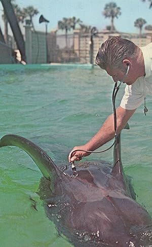 Florida Animal Doctor Checks Kay The Great Whale Heart 1970s Postcard