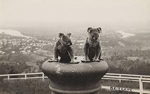 Koala Brisbane Antique Real Photo Brave Bears Australia Postcard