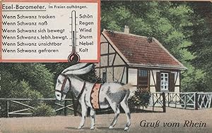 Esel Barometer German Pony Horse Antique Postcard