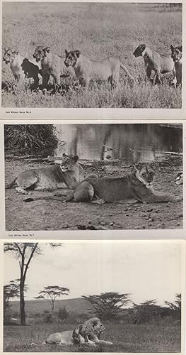East Africa Game Lion Cub Family 3x Old Photo & Postcard s