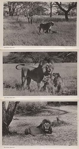 Bild des Verkufers fr East African Hunting Game 3x Lion & Cubs Old RPC Postcard s zum Verkauf von Postcard Finder