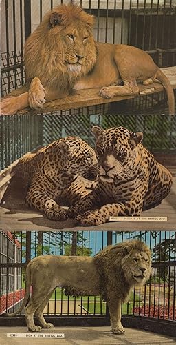 Lions Jaguars At Bristol Zoo 3x Vintage Postcard s