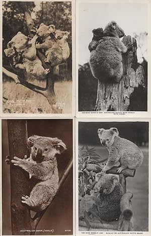 Seller image for Koala Bear Rose Series National Park 4x Old Real Photo Postcard s for sale by Postcard Finder