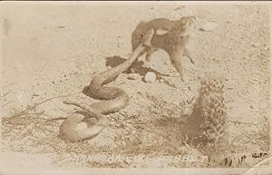 Giant Deadly Snake Attacking Killing Tiger Antique RPC Postcard