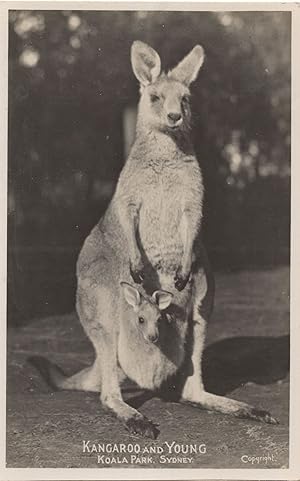 Seller image for Kangaroo & Young Baby Koala Park Sydney Old Real Photo Postcard for sale by Postcard Finder