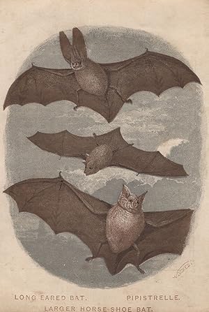 Pipistrelle Horse Shoe Long Eared Bat Antique Trade Card Postcard