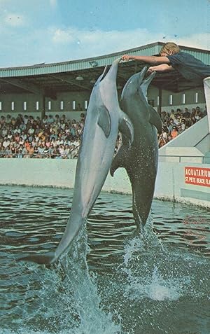 Double Jump Fish At St Petersburg Florida Seaquarium Dolphin Postcard