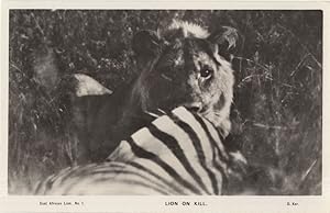 Lion On Kill Eating Zebra Antique African Hunting RPC Postcard