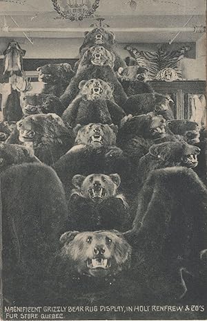 Grizzly Bear Hunting Rug Carpet Display Canadian Blood Fur Fashion Shop Postcard