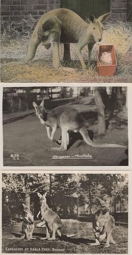 Seller image for Kangaroo's At Koala Sydney Park Australia 3x Old Postcard s for sale by Postcard Finder