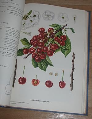 Imagen del vendedor de Deutsche Obstsorten 3 (Skirschen, Sauerkirschen, Pfirsiche, Aprikosen, Edelebereschen, Walnsse), a la venta por Versandantiquariat Hbald