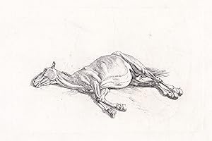 ("Das todte Pferd") - Pferde horses dead horse cheval