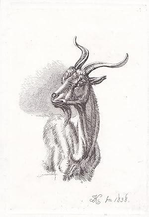 Seller image for (Ziege) - goat Ziegen goats for sale by Antiquariat Steffen Vlkel GmbH