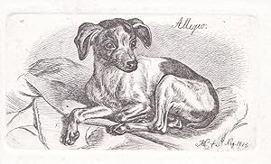 Seller image for Allegro" - Gefleckter Schooshund nach links auf einem Tuch liegend und zurckschauend for sale by Antiquariat Steffen Vlkel GmbH