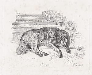 Imagen del vendedor de Schweizer" - Langhariger Hund, schlafend bei Pflasterstufen nach rechts ausgestreckt - Hund dog Hunde dogs chien a la venta por Antiquariat Steffen Vlkel GmbH