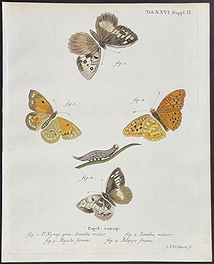 Butterflies & Caterpillar