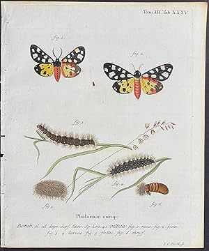 Moth Metamorphosis