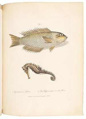 Imagen del vendedor de Journal of a Voyage to New South Wales with sixty-five plates of non descript animals, birds, lizards, serpents, curious cones of trees and other natural productions a la venta por Hordern House Rare Books