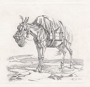 ("Das Maulthier mit dem Futtersack") - Maultier mule