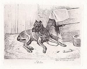 "Philax" - Hatzhund mit Doppelnase - dog chien / Hunde dogs