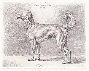 "Zum neuen Jahr 1825 / Tiffon" - Hund dog chien / Neujahr