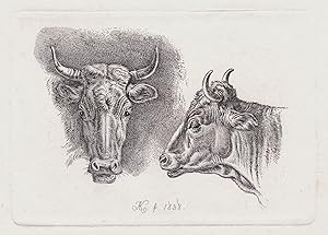 ("Die beiden Kuhköpfe") - Kuh cow cows Kühe