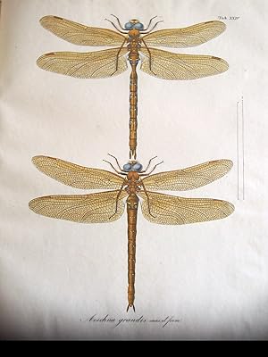 Image du vendeur pour Libellulinae Europaeae descriptae ac depictae. mis en vente par Zentralantiquariat Leipzig GmbH